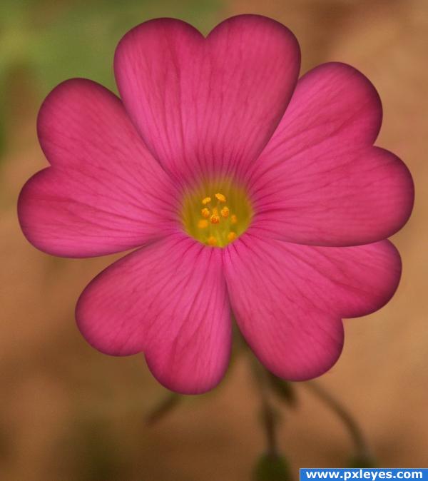 Flor de Amor